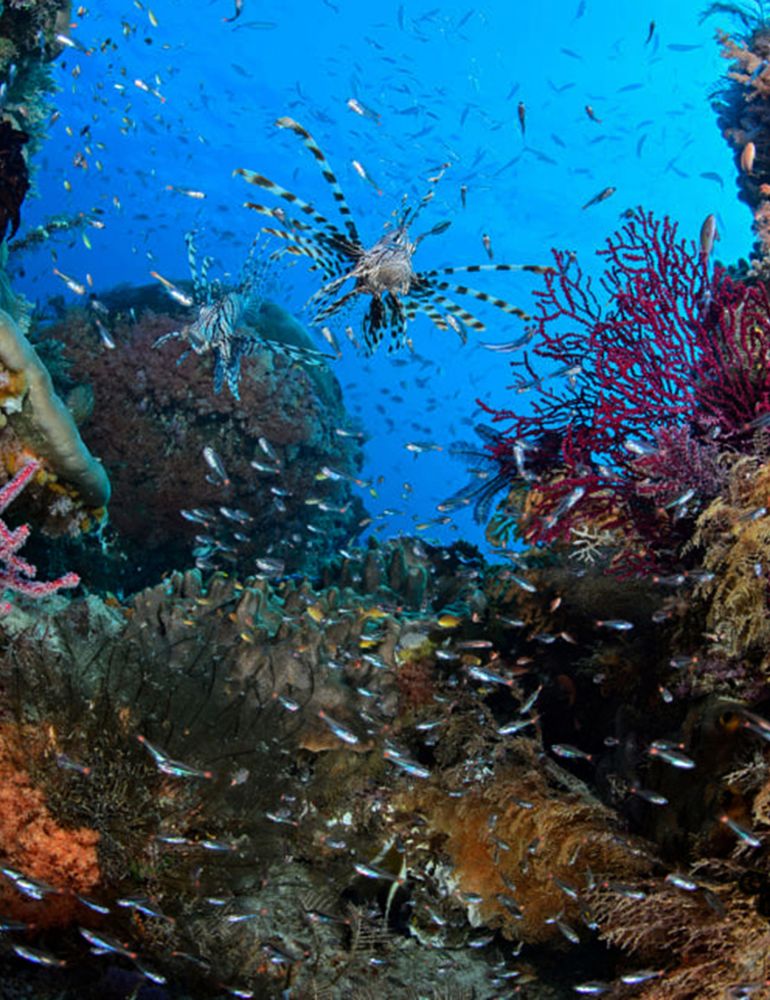 Water and Biodiversity: One Future for the Mediterranean